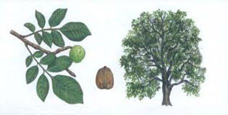 The famous Caucasian Walnut turned into a much more profitable business when the money was instead invested in oil industry.