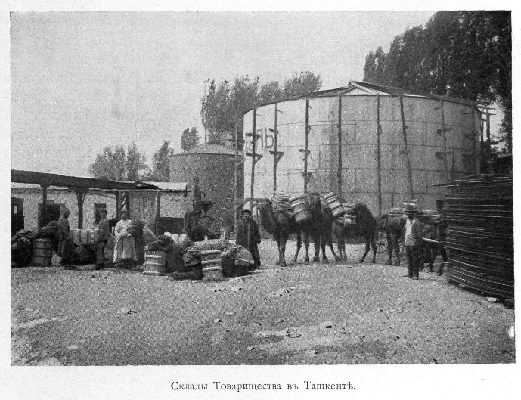 Camels are an ancient means of transport in Asia by the oil and paraffin depot in Tashkent.
